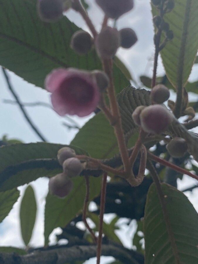 Saurauia napaulensis flower