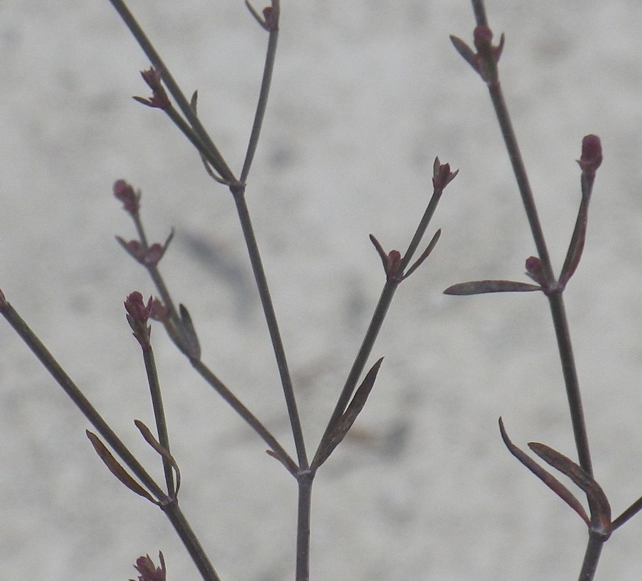 Asperula cypria — search result for 'Asperula'