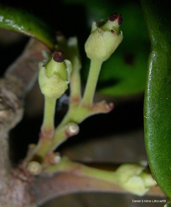 Xylosma peltata — search result for 'Xylosma'