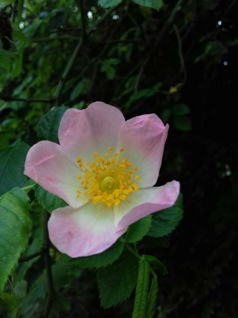 Rosa × malmundariensis flower
