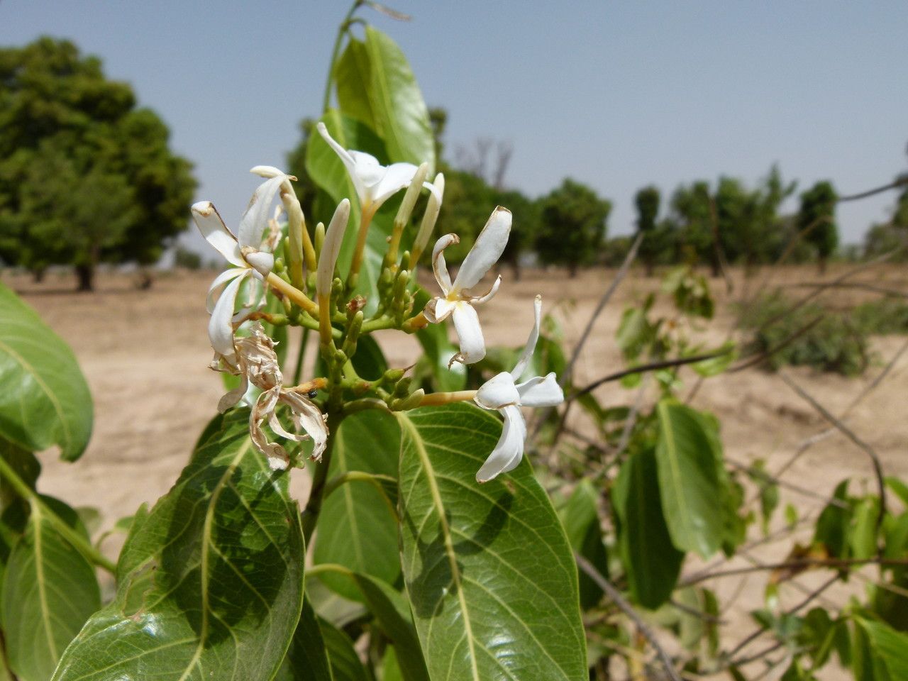 Holarrhena floribunda flower
