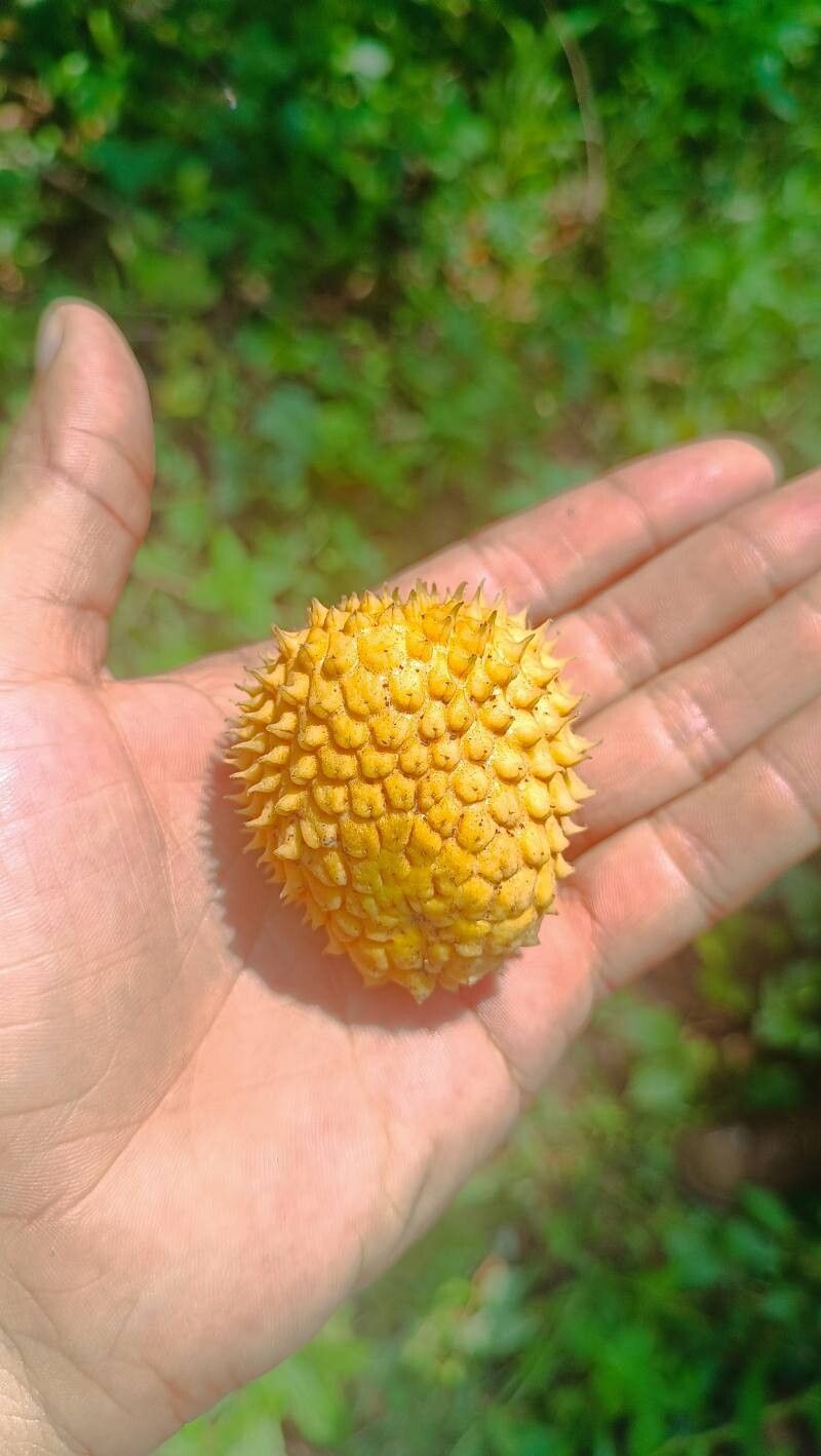 Annona jahnii fruit
