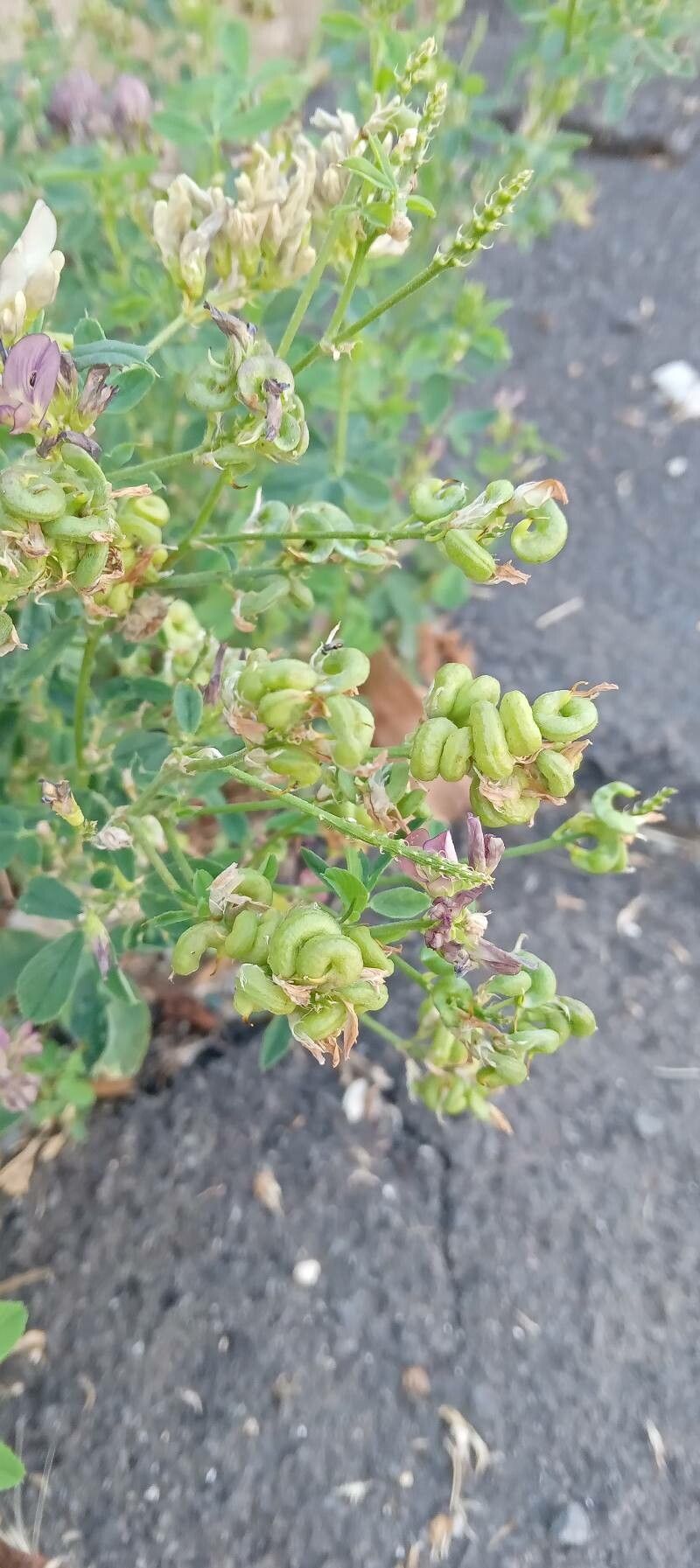 Medicago × varia fruit