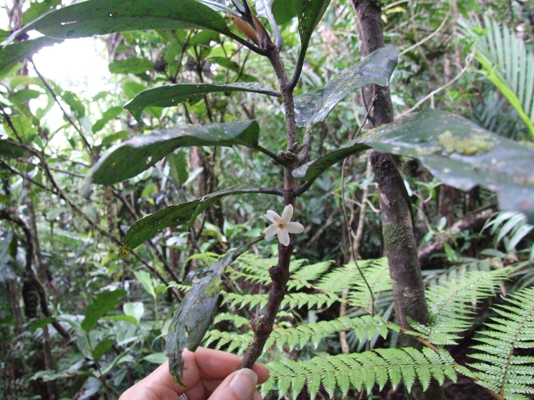 Atractocarpus nigricans habit