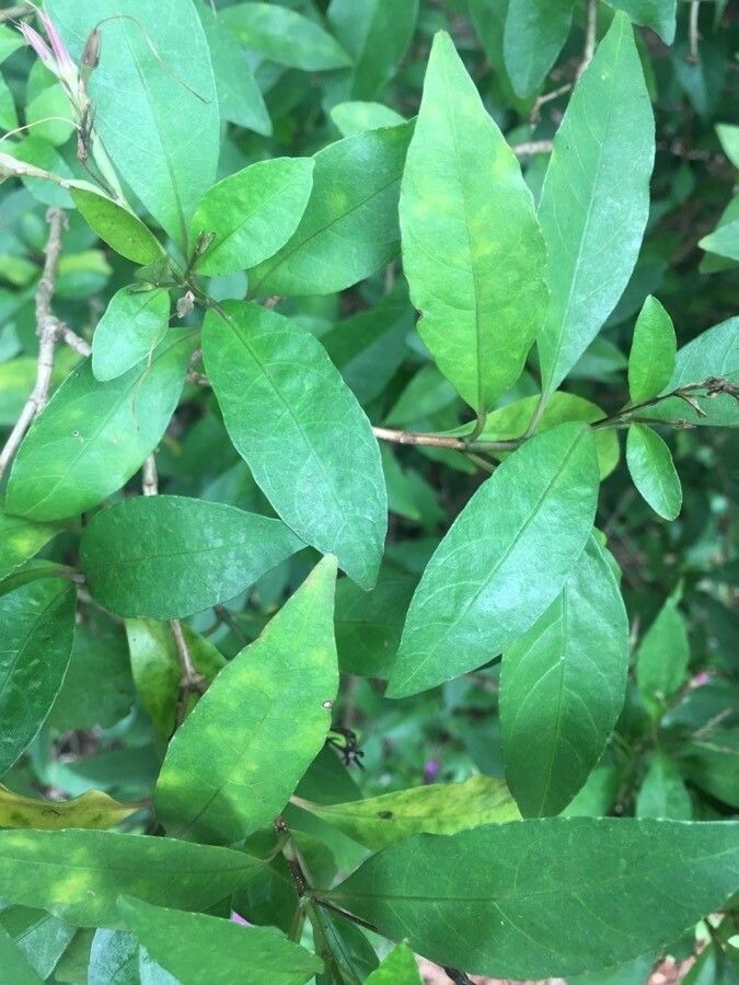 Pseuderanthemum laxiflorum leaf