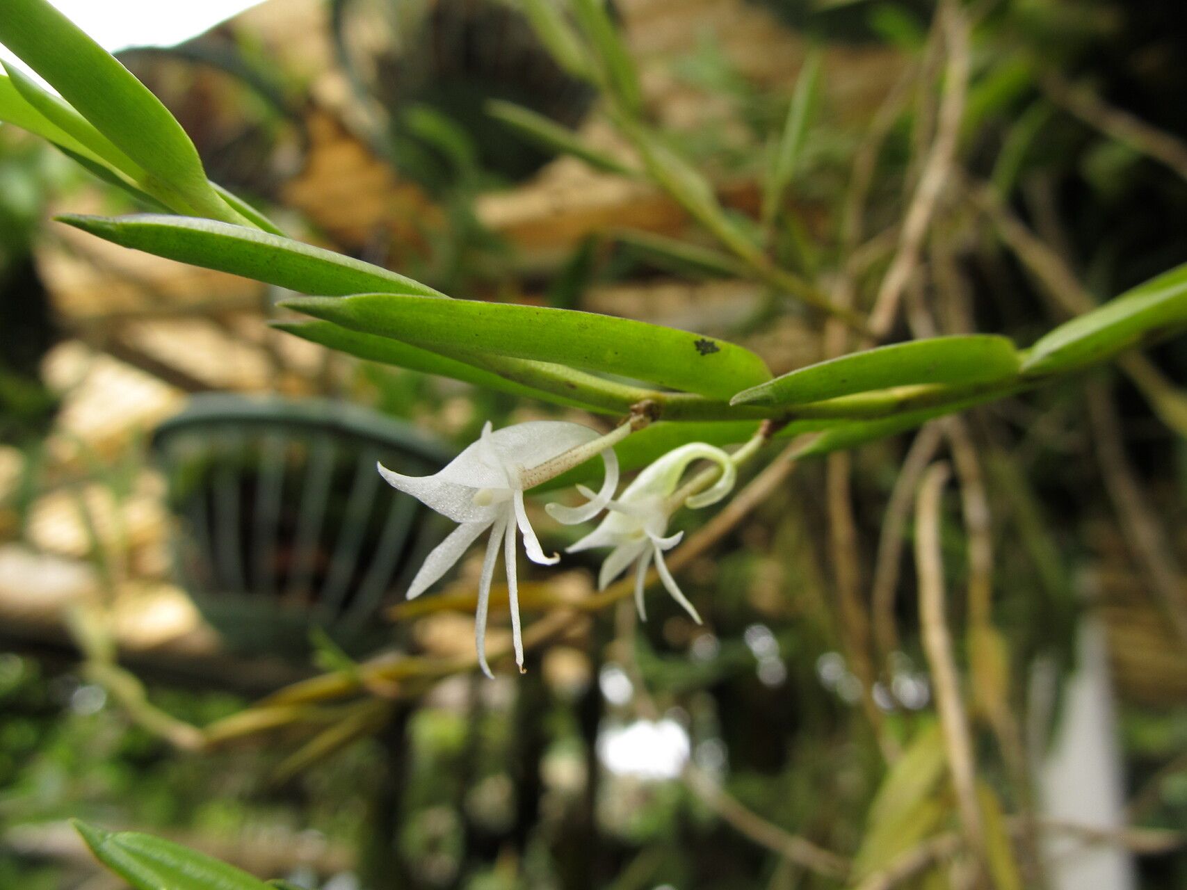 Angraecum doratophyllum flower