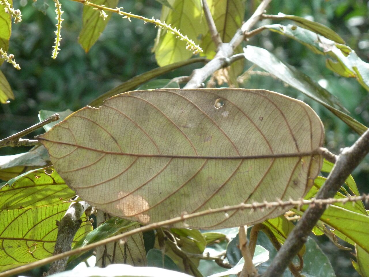 Licania alba — related species from the same genus