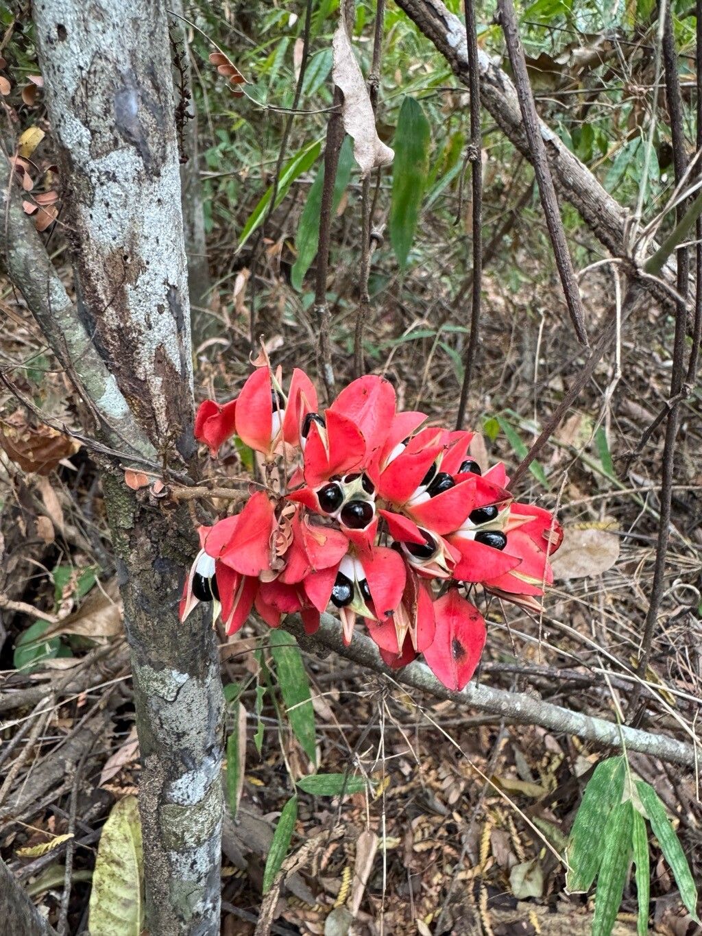 Paullinia ternata fruit