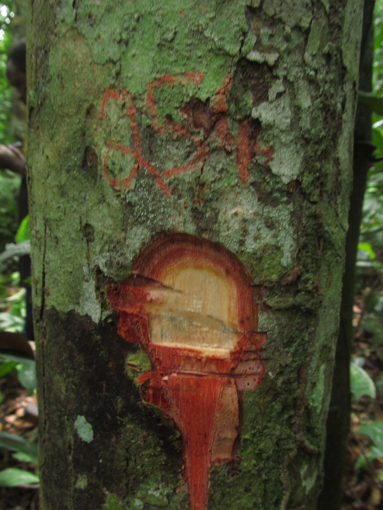 Carapa parviflora — houseplant care guide