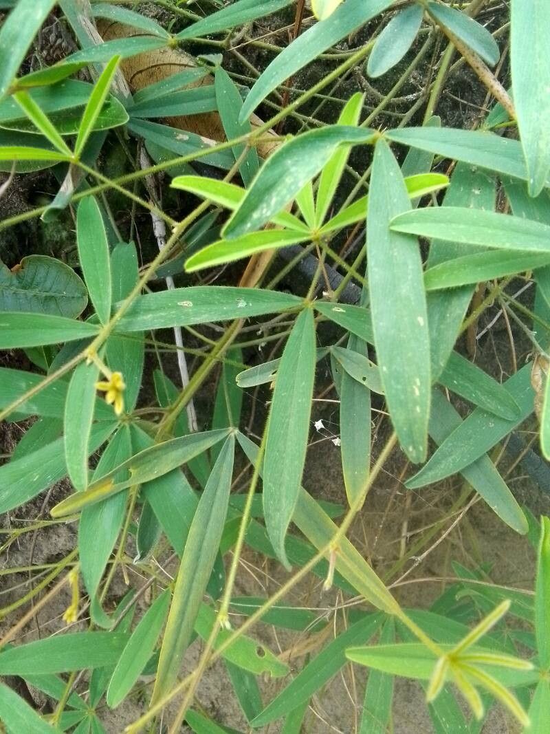 Tephrosia lupinifolia leaf
