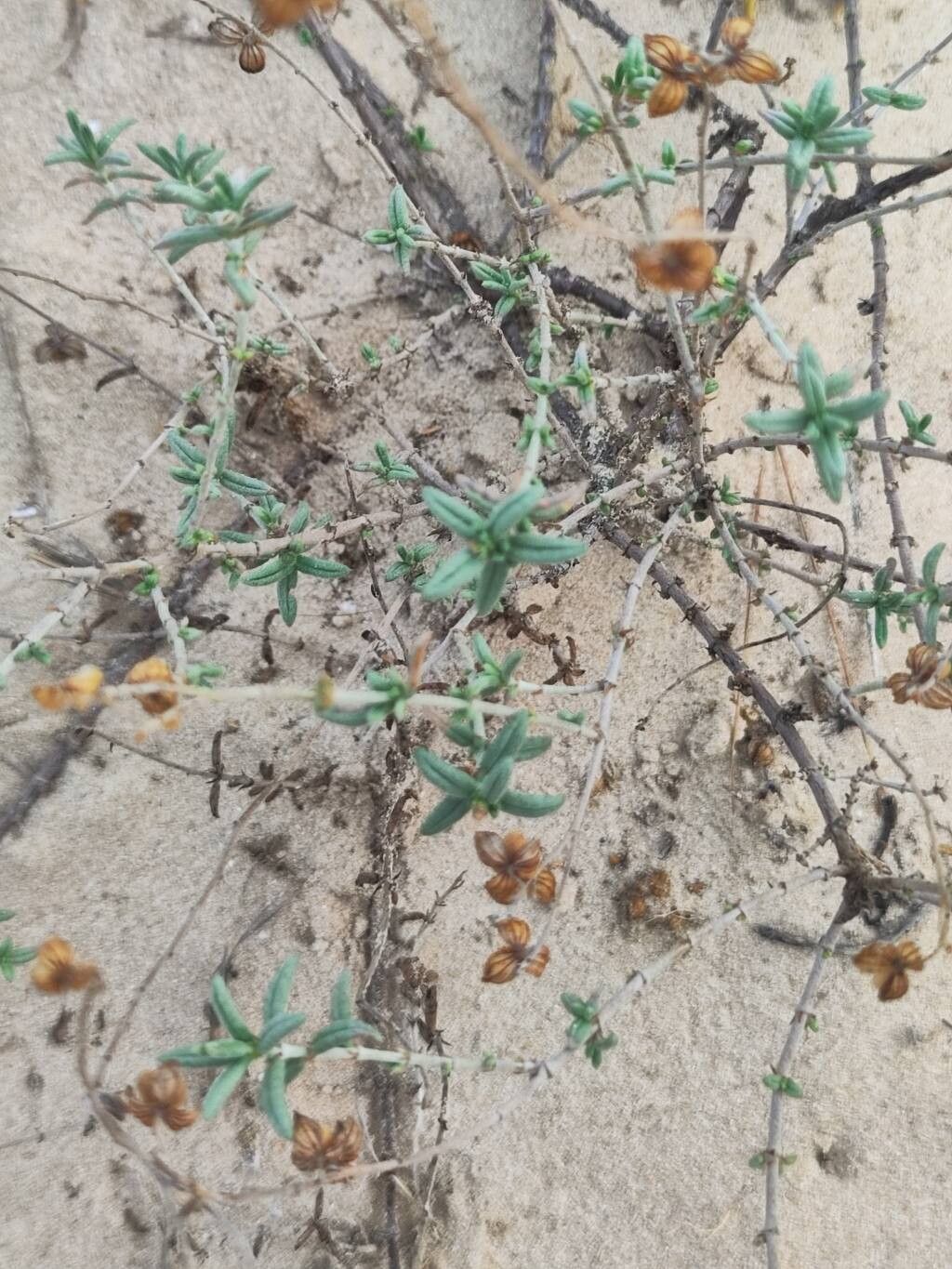 Helianthemum marminorense — houseplant care guide