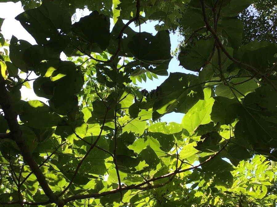 Paulownia kawakamii
