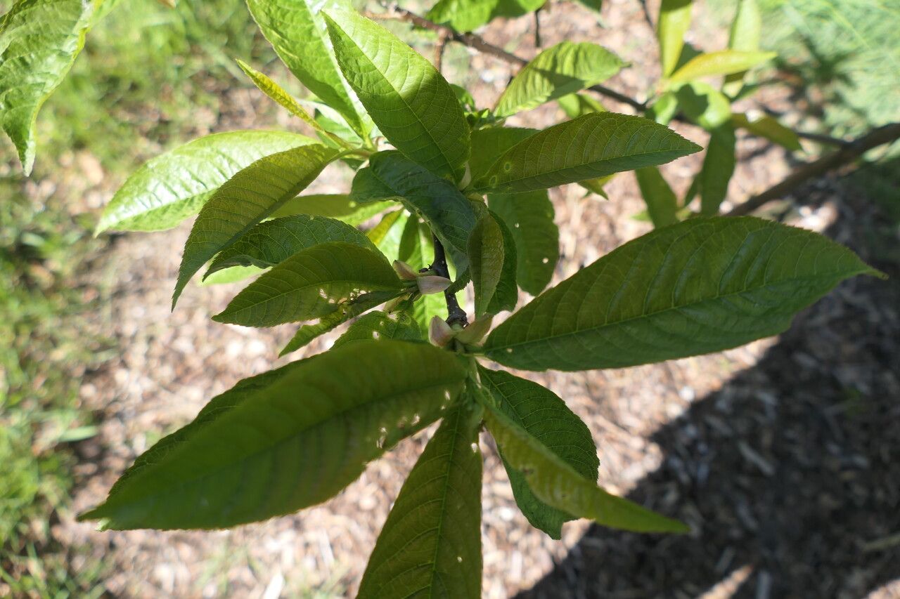 Prunus napaulensis — search result for 'Myanmar'