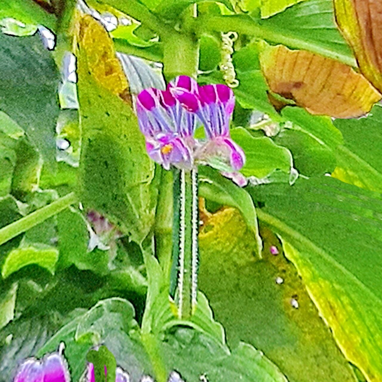 Tinantia standleyi — houseplant care guide