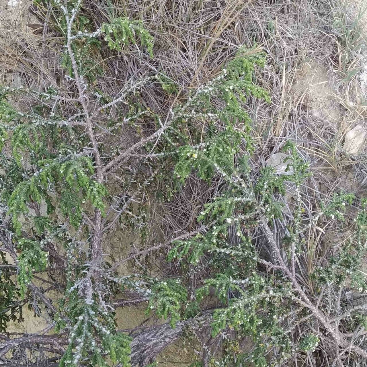 Thymelaea hirsuta — search result for 'Thymelaeaceae'