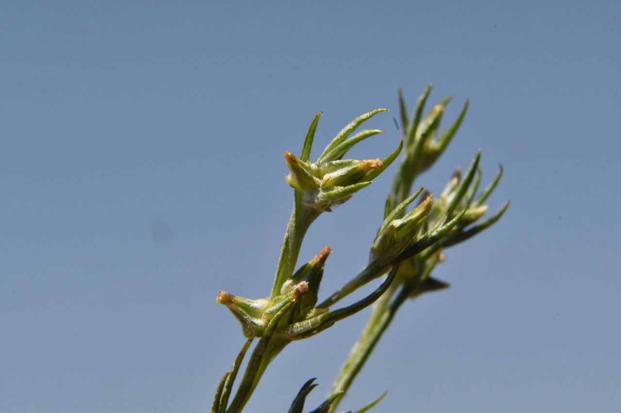 Filago gallica flower