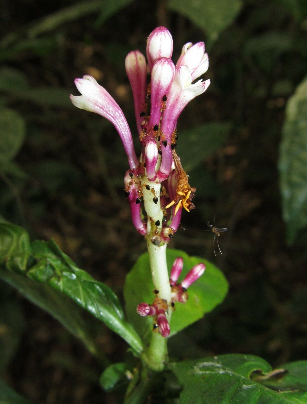 Chassalia subspicata flower