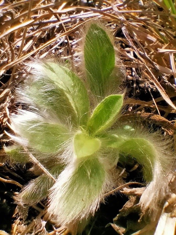 Pilosella breviscapa — search result for 'Pilosella'