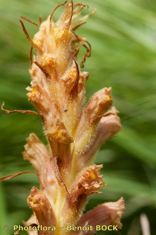 Orobanche bartlingii fruit