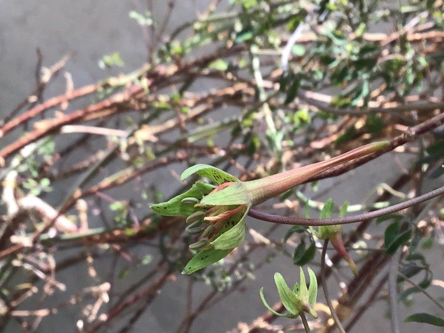 Tropaeolum pentaphyllum flower