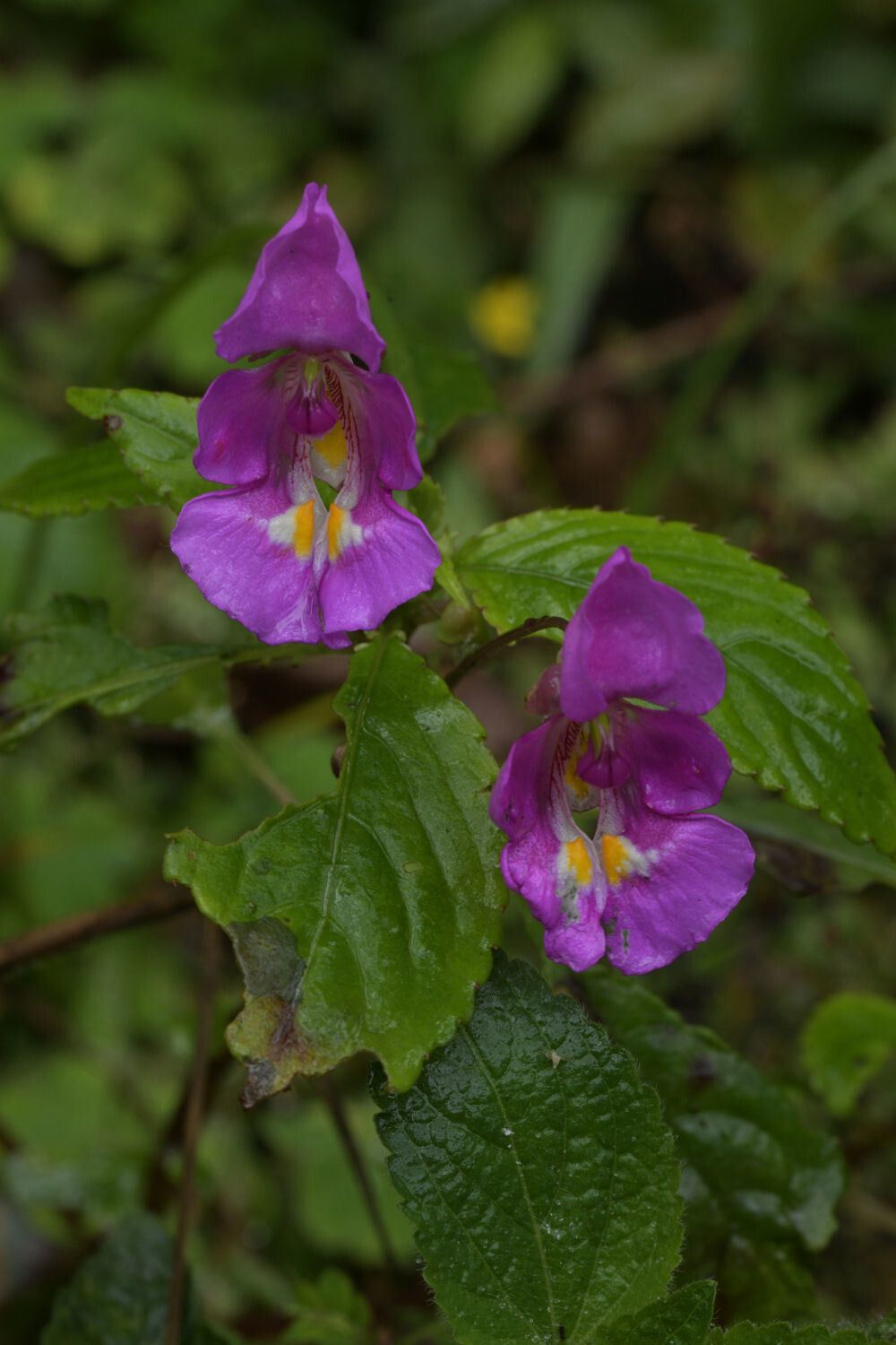 Impatiens bisaccata — houseplant care guide