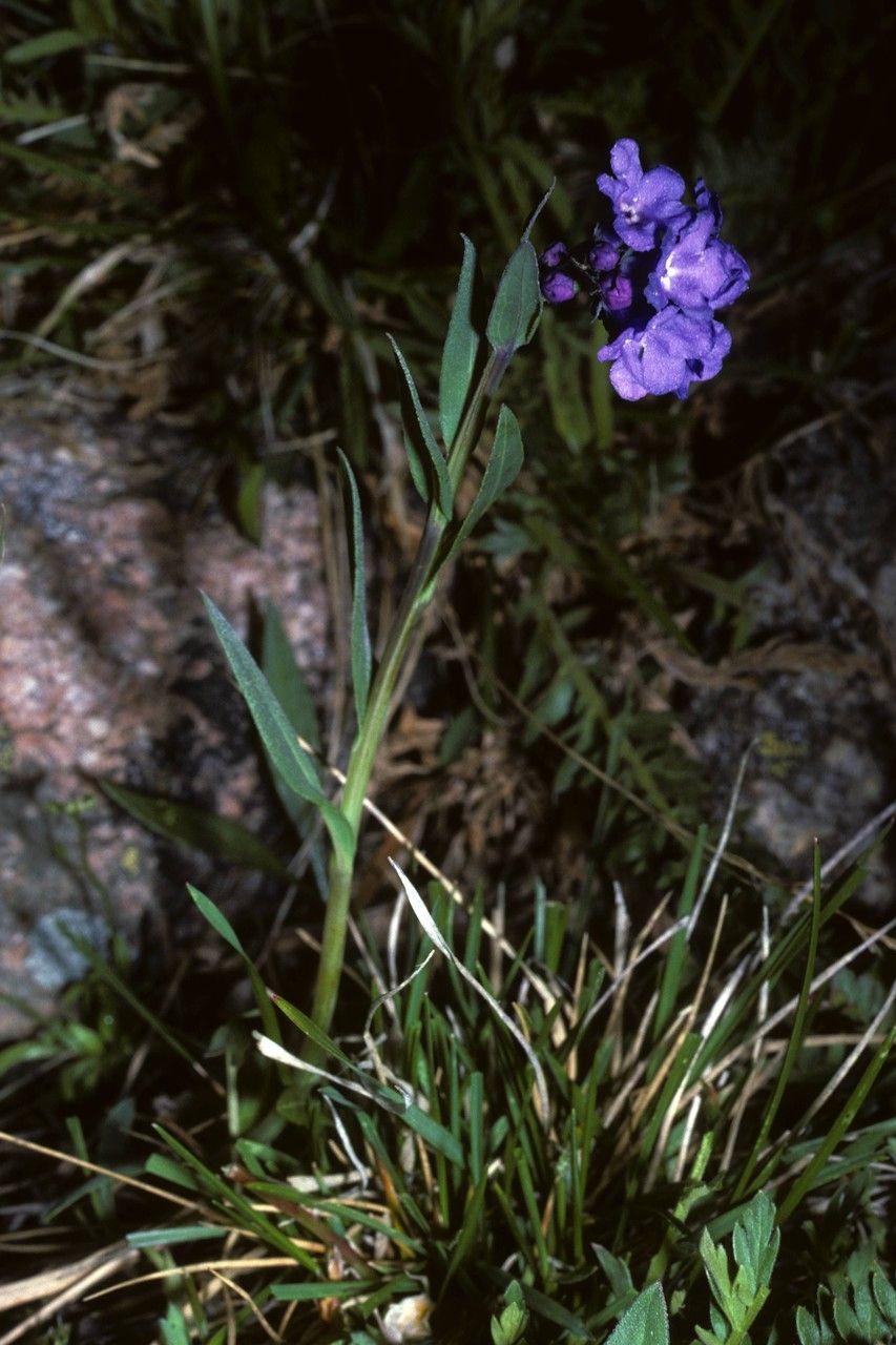 Gleichenia alpina habit