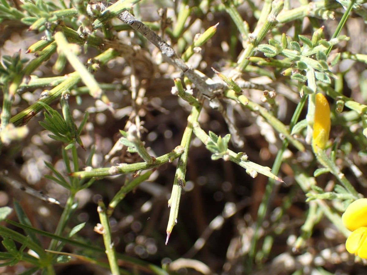 Genista × martini — search result for 'Genista'