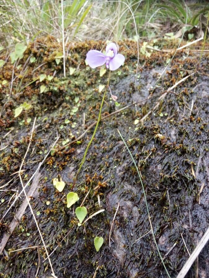 Utricularia geminiloba habit