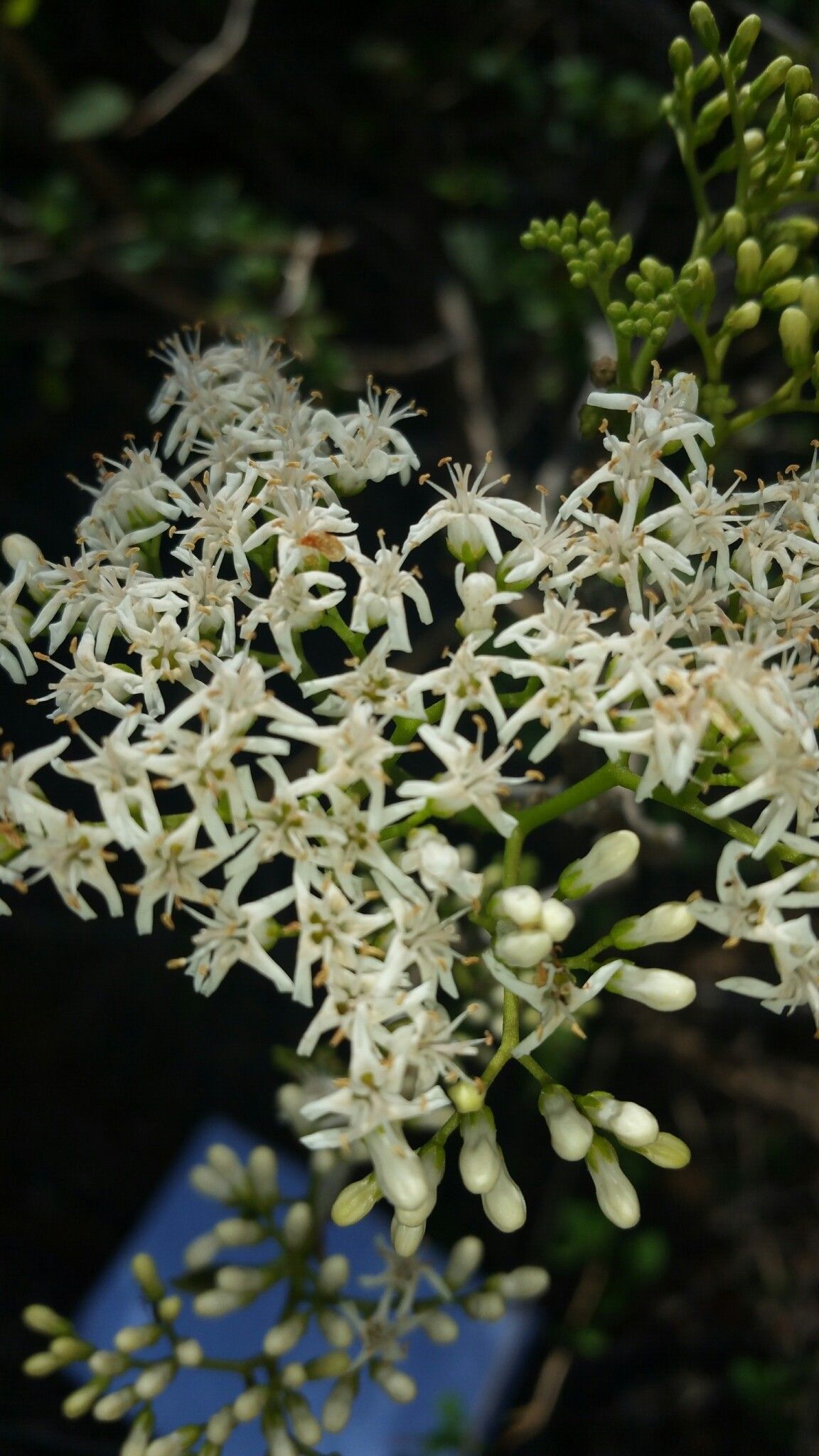 Ehretia meyersii flower