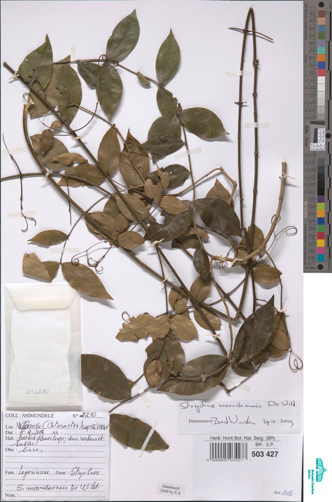 Strychnos moandaensis — houseplant care guide