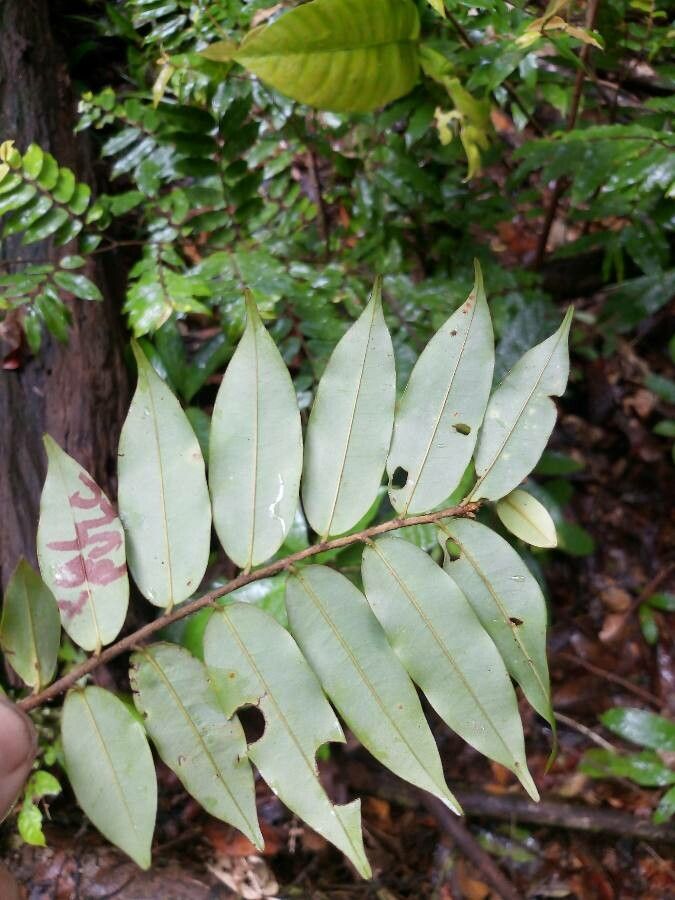 Xylopia pulcherrima — houseplant care guide