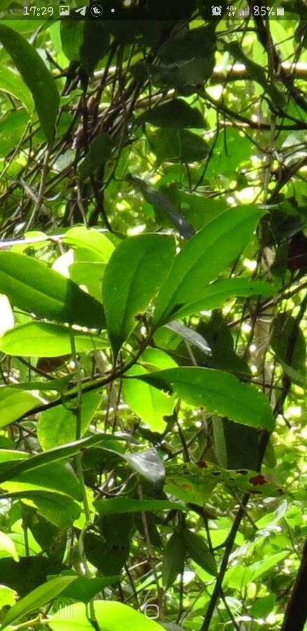 Canella winterana — search result for 'Jamaica'