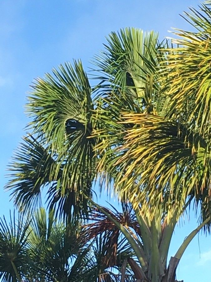 Mauritia flexuosa — search result for 'Peru to Bolivia'