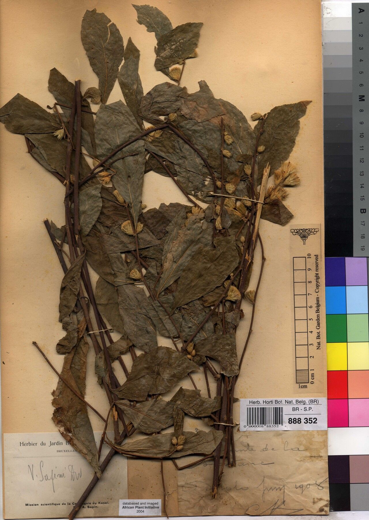 Vernonia sapinii — houseplant care guide