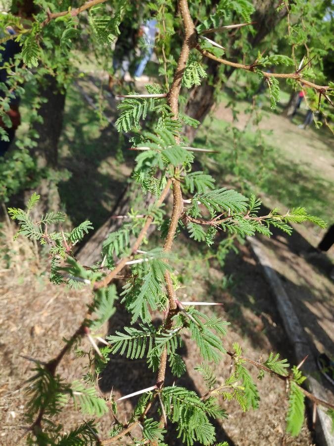 Vachellia tortilis leaf