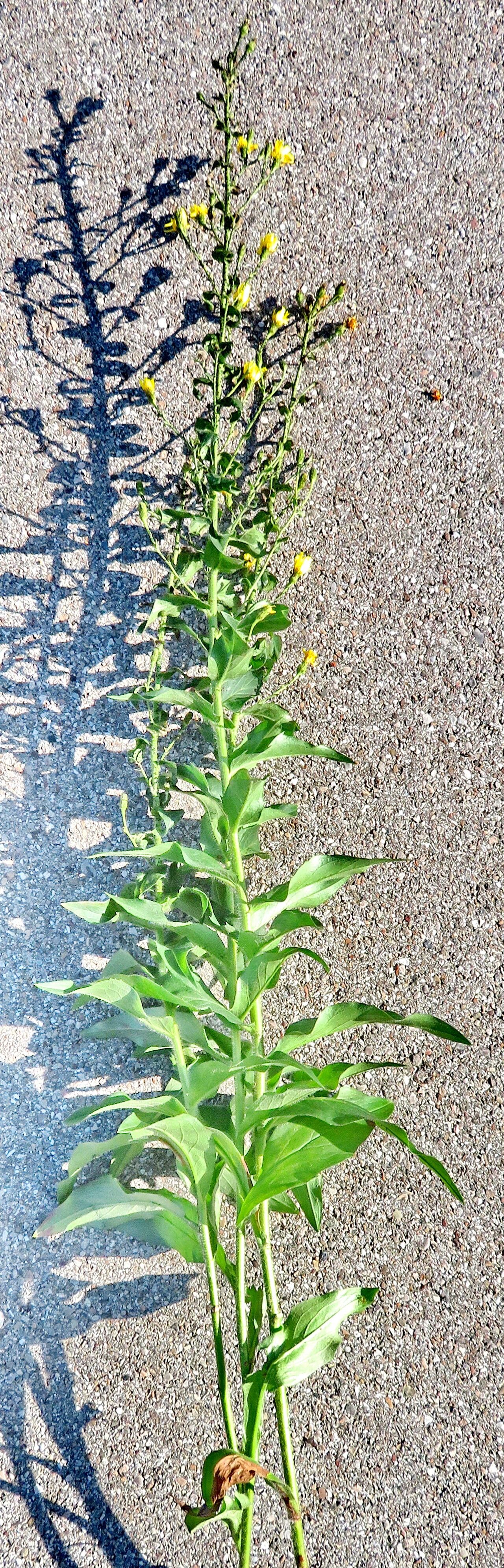 Hieracium inuloides habit