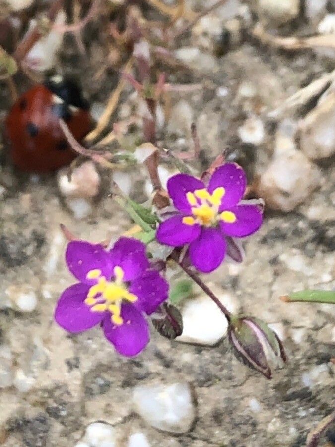 Spergula purpurea flower