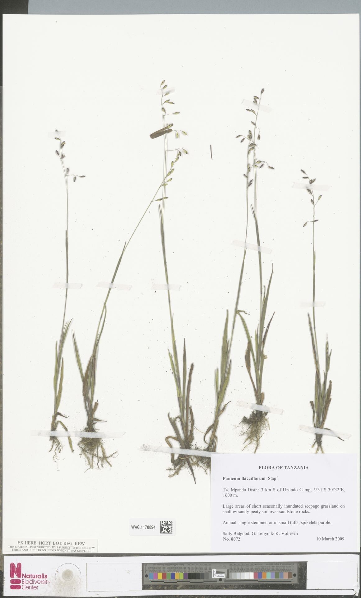 Adenochloa flacciflora — related species from the same genus