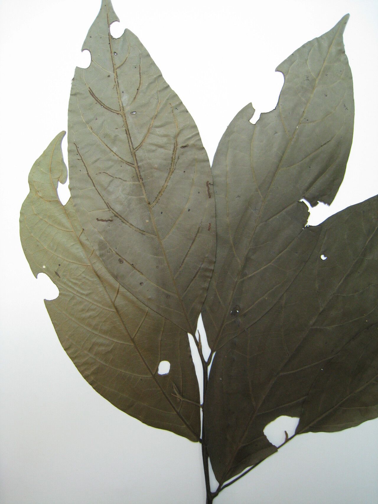 Cordia lomatoloba other