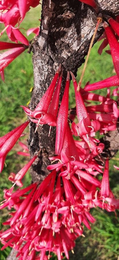 Ixora margaretae flower