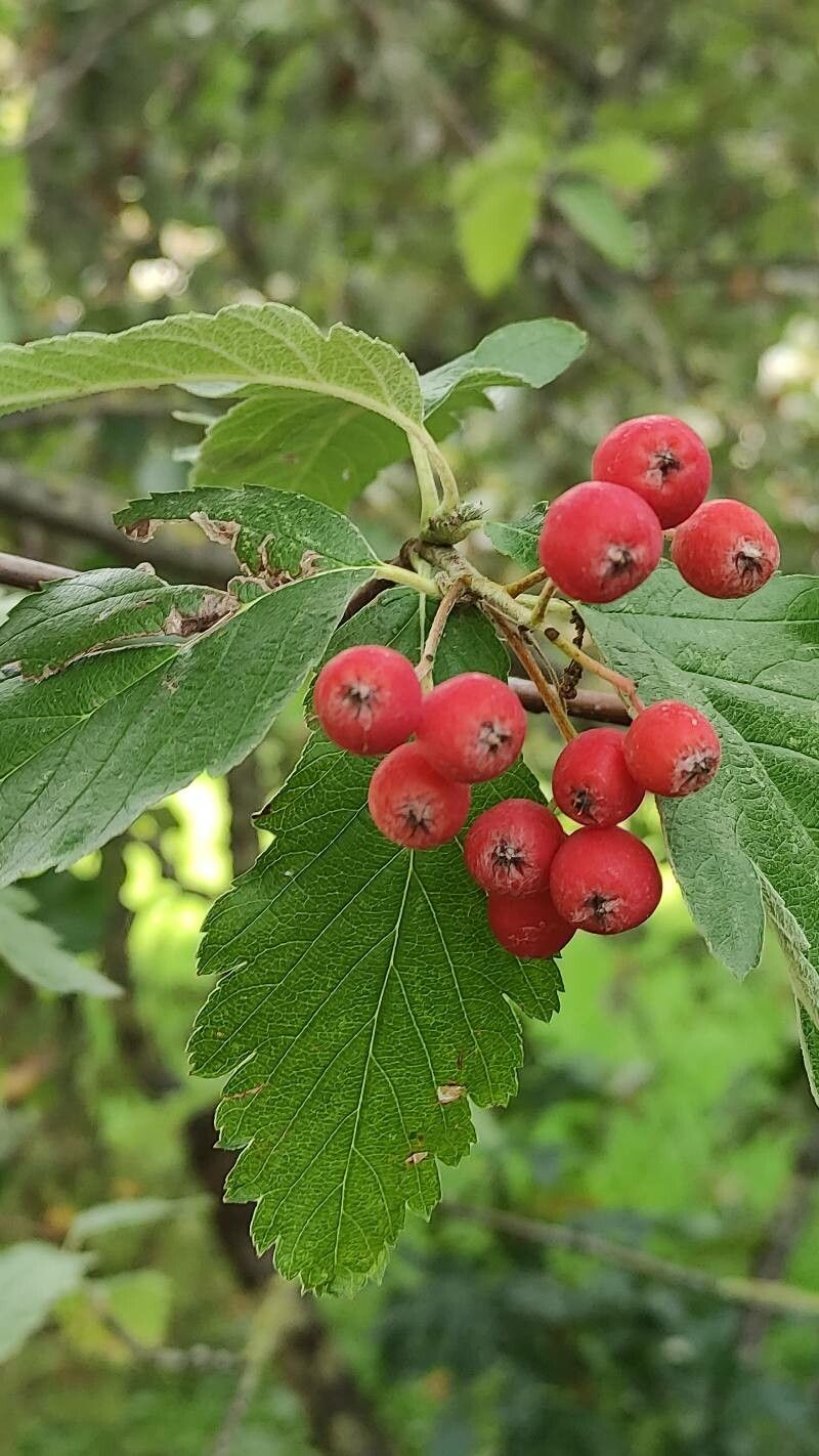 Hedlundia pulchra fruit
