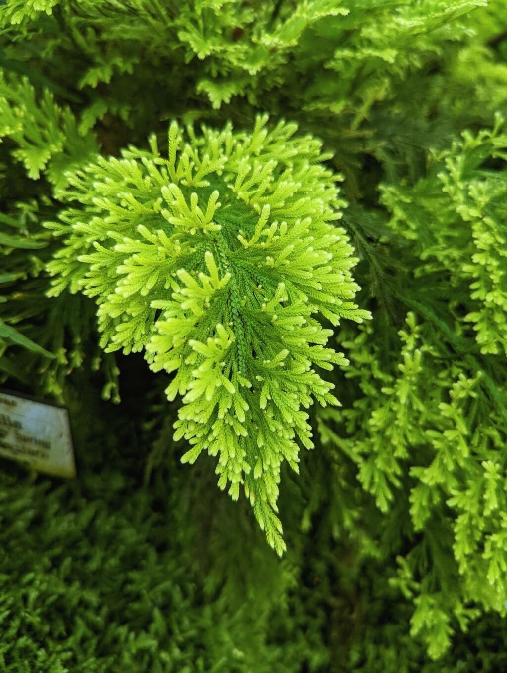 Selaginella pallescens leaf