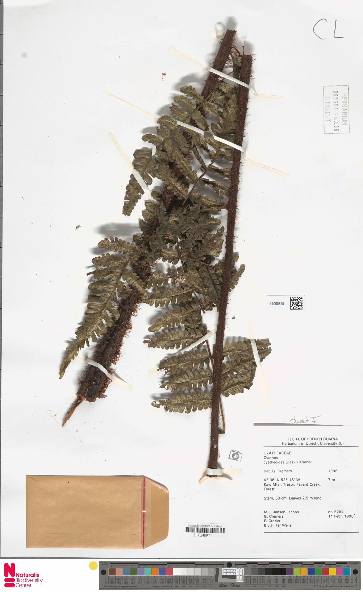 Cyathea cyatheoides bark