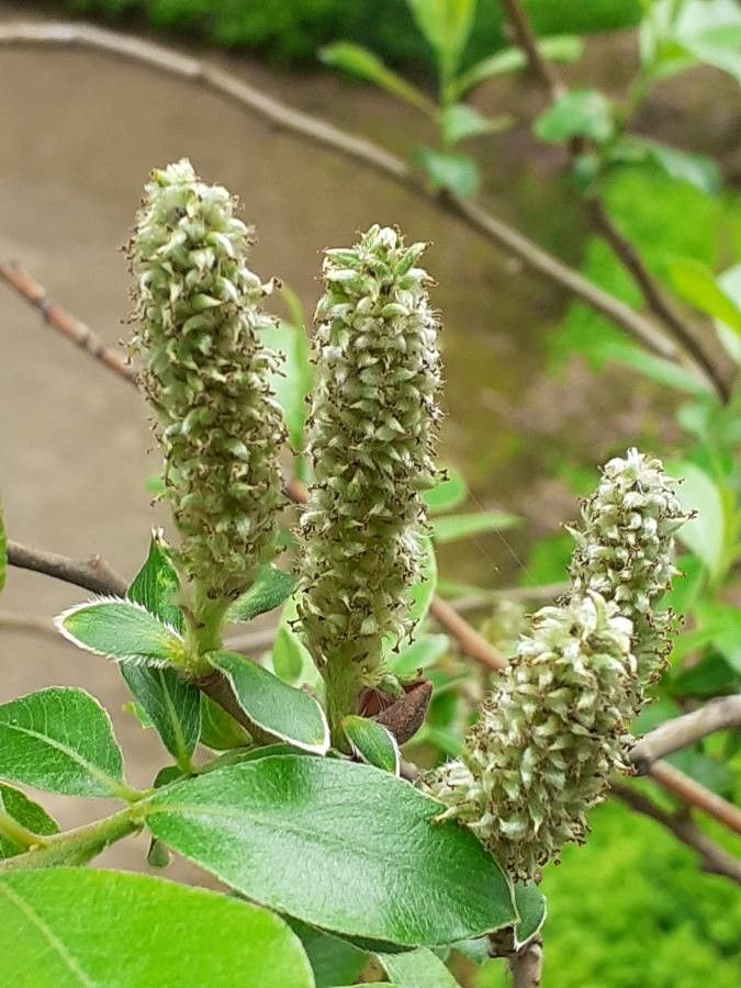 Salix cantabrica flower