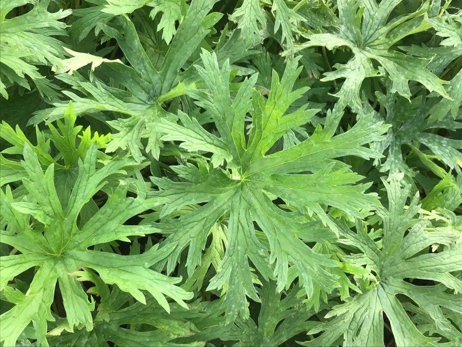 Geranium wlassovianum leaf