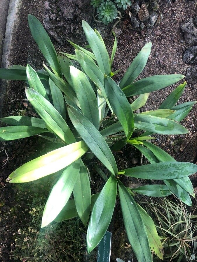 Prosthechea cochleata
