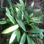 Prosthechea cochleata