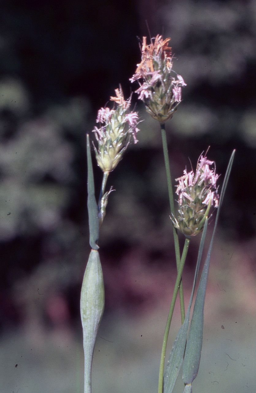Alopecurus utriculatus — search result for 'Alopecurus'