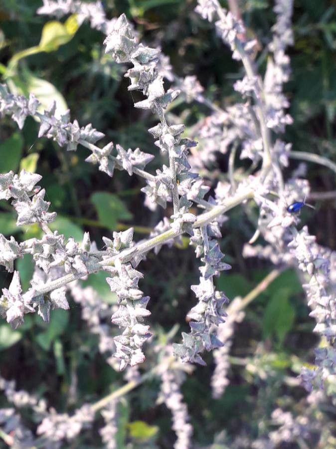 Atriplex prostrata fruit