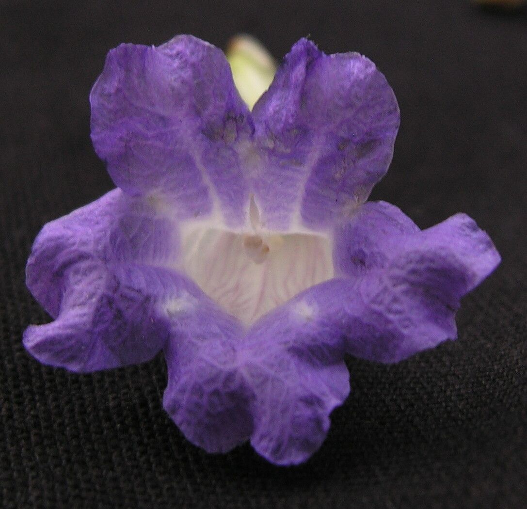 Strobilanthes lamiifolia — houseplant care guide